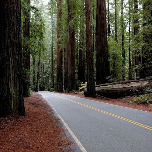 A two-lane road winds through a forest of towering redwood trees, with a picturesque, tranquil atmosphere.